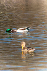 lots of female and male ducks in the lake