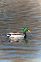 Single duck swimming in public park water