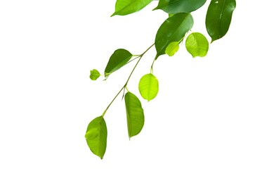 Ficus Benjamina green leaves isolated on white Background.