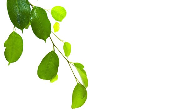 Ficus Benjamina green leaves isolated on white Background.