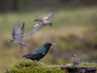 Haussperling und Star