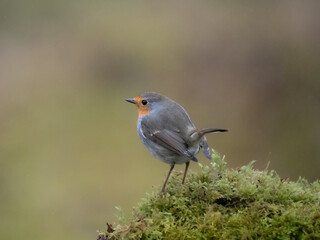 Obraz premium Rotkehlchen&nbsp;(Erithacus rubecula)