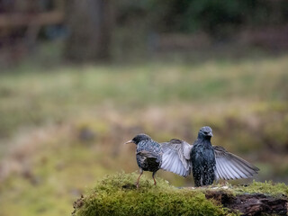 Star (Sturnus vulgaris)