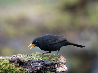 Amsel (Turdus merula)