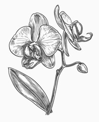 hand drawn orchid