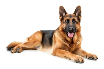 german shepherd breed dog isolated on white background 