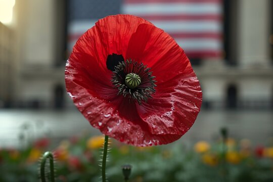 Red Poppy Flower in Bloom Generative AI