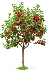 Fototapeta na wymiar Apple tree with fruits isolated on white background