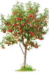 Fototapeta na wymiar Apple tree with fruits isolated on white background