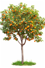 Fototapeta na wymiar Apricot tree with fruits isolated on a white background