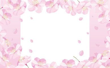 Obraz na płótnie Canvas 背景やタイトルに使えるシンプルな満開の桜吹雪と花びらのコピースペースのある白背景とグラデーションの春フレーム