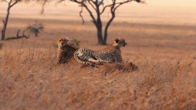 footage of wild animals in africa