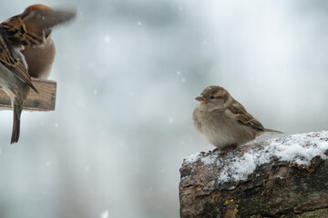 A young sparrow waits for his turn to hit the bird feeder