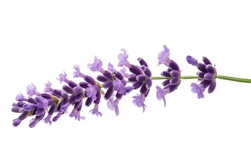 lavender flower isolated on white background