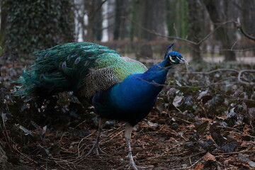 Fototapeta premium peacock with feathers