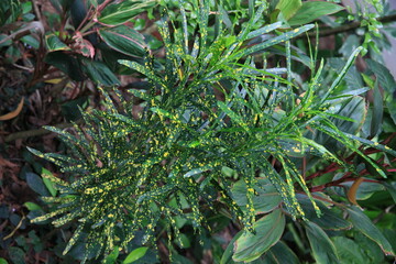 Croton variegated laurel close leaf plant on decorative tree planting nature background © Evodigger