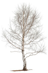 Fototapeta na wymiar Birch tree isolated on white background