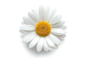 single chamomile flower top view isolated on white background