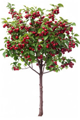 Fototapeta na wymiar Cherry tree with fruits isolated on a white background