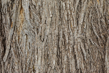 bark of a tree close up