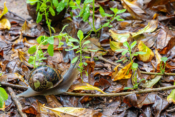 big brown snail and yellow leaves
