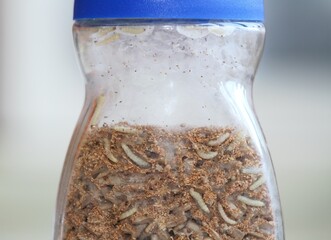 Glass with sunflower seeds full of Indian meal moth larvae, Plodia interpunctella in the kitchen....