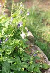 Focus on flowering, Scutellaria lateriflora  known as  blue skullcap or mad dog skull cap. Traditional medicinal herb native in North America.