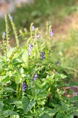 Focus on flowering, Scutellaria lateriflora known as  blue skullcap or mad dog skull cap. Traditional medicinal herb native in North America.