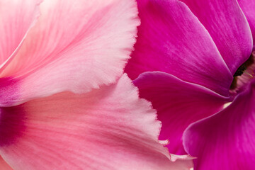 pink and light pink flower as background.