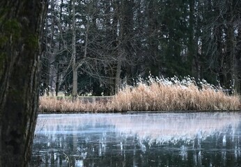 Lake in the forest 