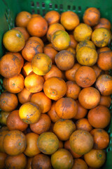 Tangerines of the tangerine tree waiting for harvest in a sunny day