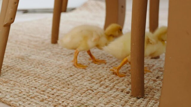Group of yellow ducklings follow each other around house among furniture legs. Unusual pets roam freely at home. Closeup of fluffy chickens with webbed feet walking amicably together indoor.