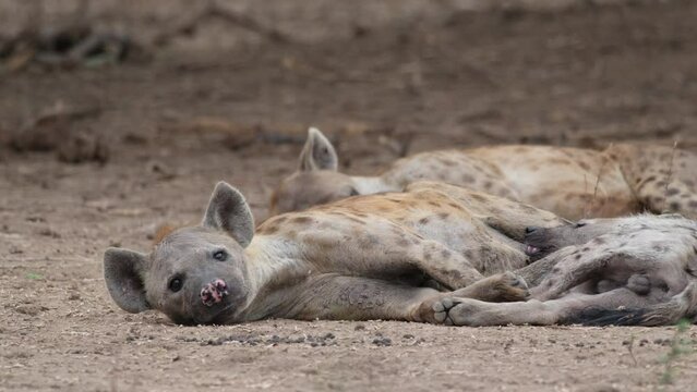 African Wild Dog Looking At Camera While Lying On The Ground. closeup shot