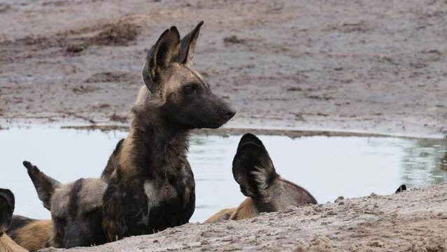 African Wild Dogs Relaxing Near the Water - Close Up