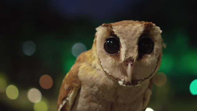 Oriental Bay Owl In Indonesia. Phodilus Badius. closeup shot