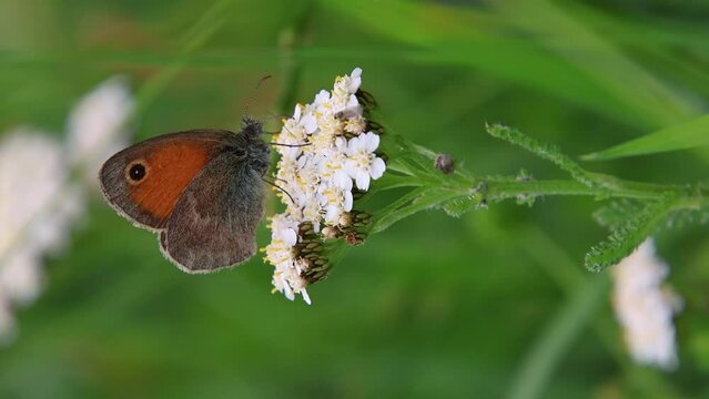 small heath butterfly - coenonympha pamphilus on white yarrow - achillea millefolium blossom. biodiversity save the ecosystem concept