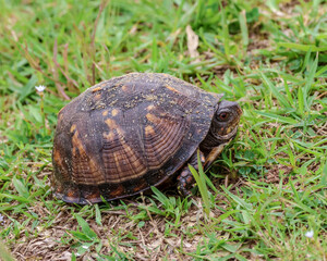 turtle on the grass