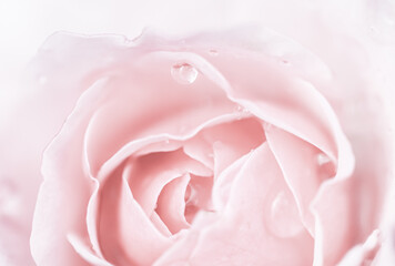 Pink rose flower. Soft focus, abstract floral background.