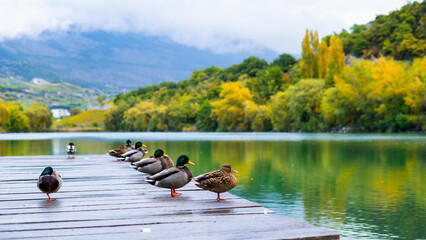 Ducks on wooden pier or jetty relaxing and chilling on beautiful autumn landscape in a big lake