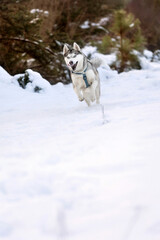 Siberian Husky dog running, winter forest
