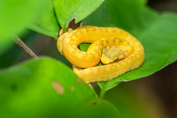 Schlegel's viper (Bothriechis Schlegelii) on leaves in a Costa Rican forest