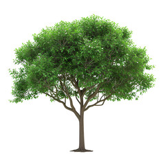 a tree with green leaves - obrazy, fototapety, plakaty
