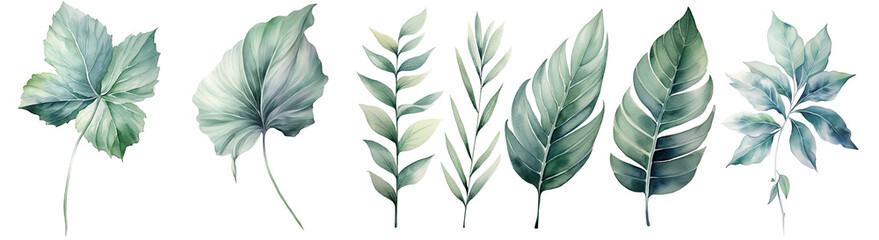 Set of delicate watercolor leaves in various shapes, perfect for botanical art themes and nature , illustration PNG element cut out transparent isolated on white background ,PNG file.