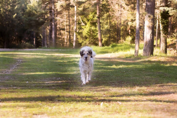 Happy big dog walking in the park, springtime