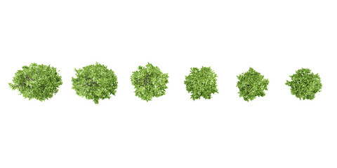 3d illustration of Columnar hornbeam garden plants isolated on transparent background from the top view High resolution for digital composition