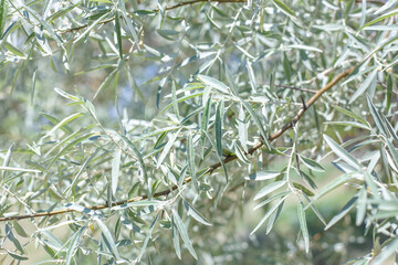 Silver oleaster is a plant with long narrow leaves. Decorative tree, close-up of foliage