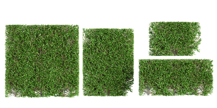 Collection of beautiful Boxwood plants isolated on transparent background. Realistic 3D render. 3D illustration