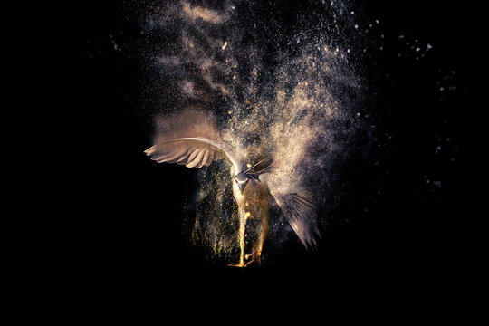 Running bird. Abstract artistic nature. Dispersion, splatter effect. Black background.