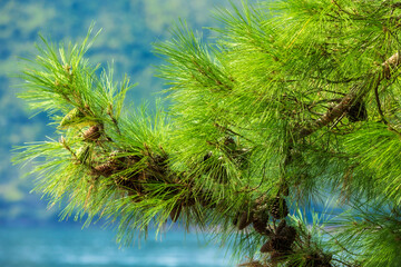 pine branch with cones and azure Adriatic Sea