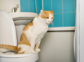 Cute cat using human toilet bowl in bathroom